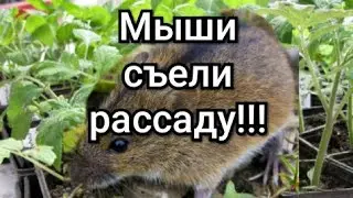 Мыши съели в теплице мою рассаду. Как будем бороться.