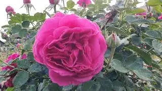 EDROSES/Троянда 🌹 Фюр Еліз ( Fur Elise ,KORelifur) , W. Kordes' Söhne Німеччина, 2020 .Флорибунда.