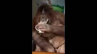 Mmm monke