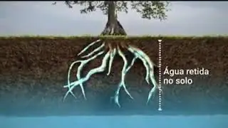 Samaúma - Máquina de Fazer água!