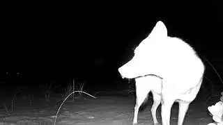 Phantoms of the Beach - Elusive coyotes roam St. Pete Beach, Florida at night.