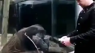 КАК??????