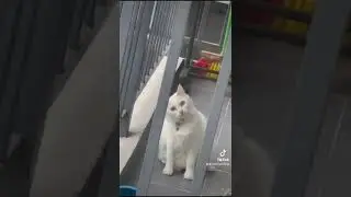 What are you looking at human 😕 