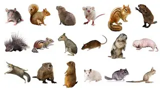 Learn Rodents Animals Names In English! Vocabulary List of Rodents: Rats,Mice,Squirrels & More!🐁🐀🐹 🦔