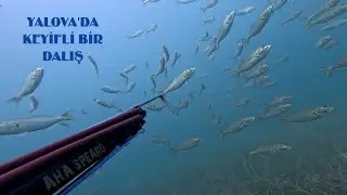 Atış yapmadığım harika sürüler ve Yalova'nın sığ sularında yaptığım karışık avlar