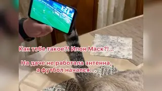 Кот-Антенна-Всегда беру с собой 😹😹😹 #футбол #cat #animals #happy #илонмаск #instagram #приколы