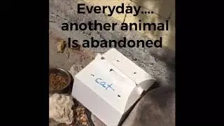 BARC - SOS (Save our Shelter)