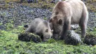 Grizzly bears in the Glendale Cove