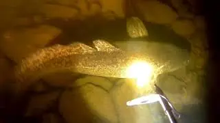 Подводная охота на налима в Карелии.
