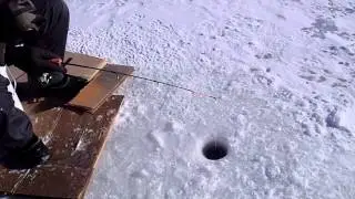 pêche de perchaudes sur la glace du lac memphrémagog