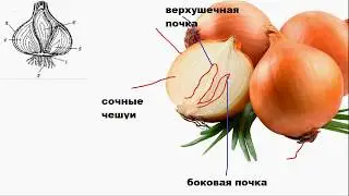 Школьная био: Растения: побег двудольного растения