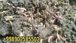 Кўчириш жараёнидан     +998902585502
