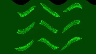 Klasky Csupo Effects 33 in G-Major 73 {VEGAS PRO VERSION}