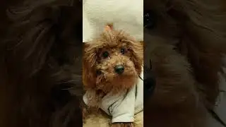 toypoodle dog sweet