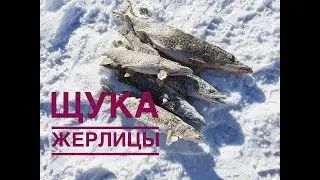 Щука на жерлицы! Рыбалка зимой 2019. Как поймать щуку на жерлицы!