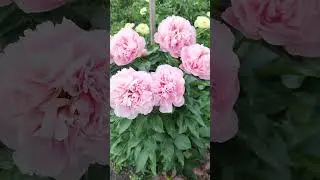 пион Manitowoc Maiden
