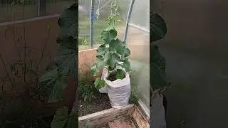 Праздник первого огурца уже 20 мая: эксперимент по выращиванию огурцов в мешках удался