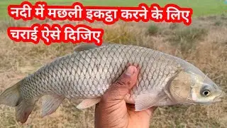 नदी में मछली शिकार के लिए चराई कैसे देना चाहिए || Sunday comment box || eapisode 175 | sundar bihar