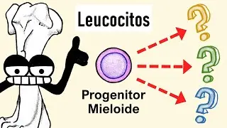 Células Mieloides | Granulocitos, Monocitos, Dendríticas...