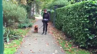 TPSC LLW Arlo - Solo walk