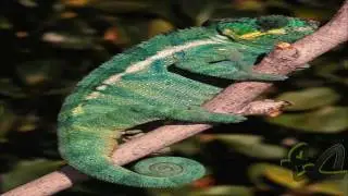Modern Reptile Tribute Five: Furcifer Pardalis / Panther Chameleon - Lizard.