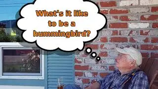 Like A Hummingbird