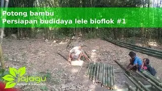 Persiapan Budidaya Lele Bioflok #1 | Potong Bambu | Jajagu
