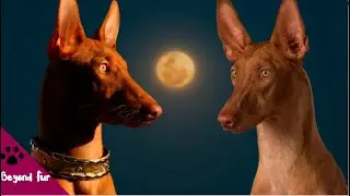 Pharaoh’s Favorite Dog-Ancient Blushing Pharaoh Hound