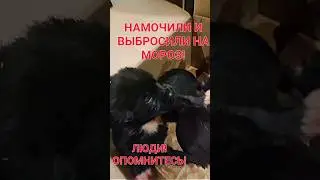 НАМОЧИЛИ И ВЫБРОСИЛИ НА МОРОЗ!