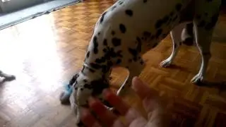 Luna a Dálmata brincalhona!