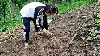 Mombasa Grass versus Mun River Grass Scientific Experiments | CRD, RCBD and LSD