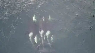 Orcas in The Hardangerfjord 27.03.2022 - Ulvik