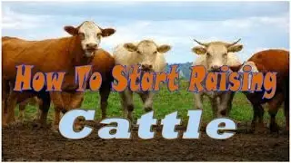 How To Start Raising Cattle