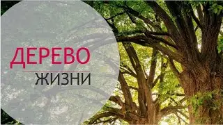Дерево жизни