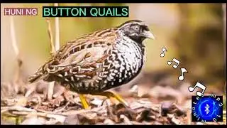BUTTON QUAILS  SOUND CALLS #philippinebirds #huntsman_ph