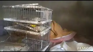 una captura de jilguero hembra eso nomas