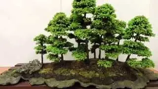 World of Bonsai 2015