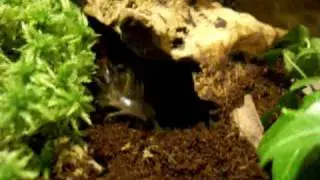 Skolopendra blue ring legs