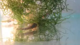 GUPPY FRY TREAT = FRUSTRATED PLECO.