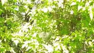 Binaural Birds - Brown Thrasher Mimics like a PRO