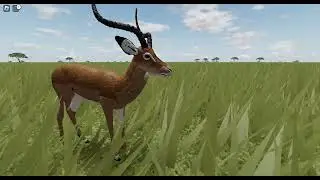 New Impala call animation! WILD SAVANNA