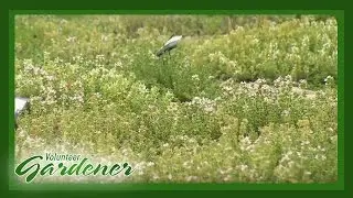 Herb Society of Nashville Display Garden | Volunteer Gardener