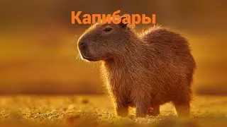 Капибары - самые милые животные