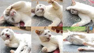 Funny activities of our cat with different avtars 👋🤣🐈