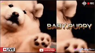 BABY#PUPPY#CUTE#귀여운아기동물#강아지힐링영상#폭싹속았수다#동물농장#아기동물영상#LAUGHS#HAPPY#HEALING#RELAXING#NATURE#AI#ASMR#GOD