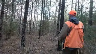 Virginia Rabbit Hunt with Beagles! Dogs lit the woods up!