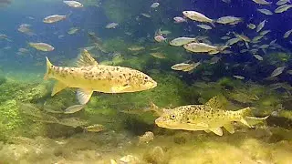 Ohrid Barbel & Co