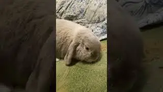 Эмили бегает на постели 🐇🥰🐰