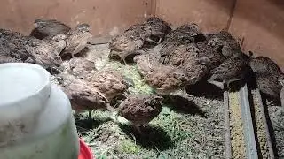 Northern Bobwhite Quails 4 week old