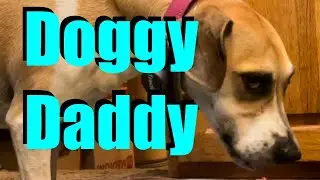 Who’s your Doggy Daddy?